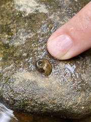 Planorbella trivolvis