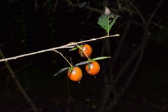 Diospyros rhombifolia