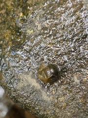 Planorbella trivolvis