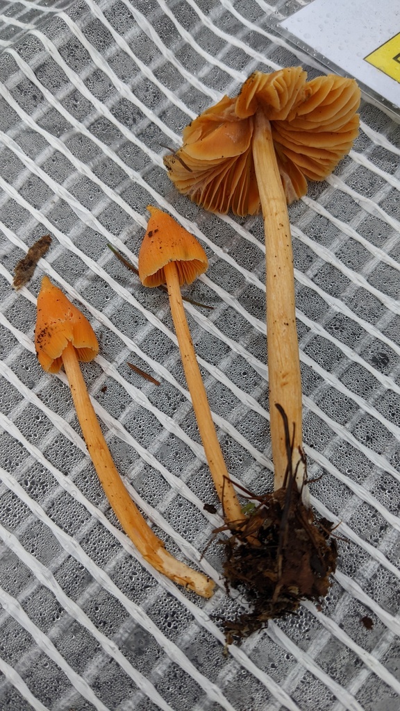 Entoloma quadratum · September 2022 · photo: © atsushi_nakajima_cirque (iNaturalist, cc-by)