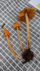 Entoloma quadratum