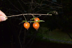 Diospyros rhombifolia