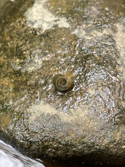 Planorbella trivolvis