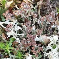 Cladonia gracilis