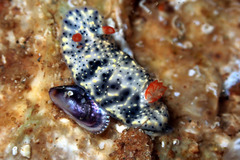 Hypselodoris saintvincentius