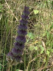 Agastache foeniculum