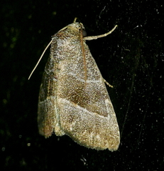 Ogdoconta