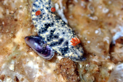 Hypselodoris saintvincentius