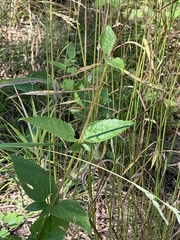 Agastache foeniculum