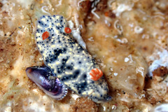 Hypselodoris saintvincentius