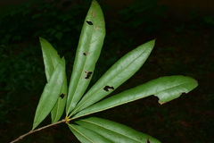 Quercus phellos