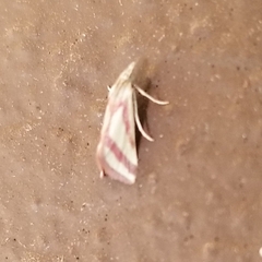 Microtheoris vibicalis