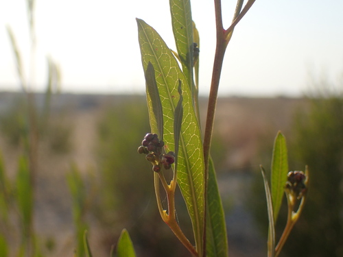 Dodonaea viscosa