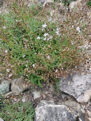 Gypsophila repens