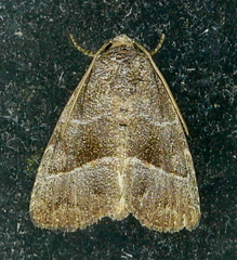 Ogdoconta
