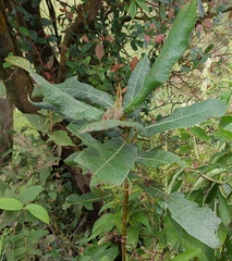 Ficus erecta beecheyana