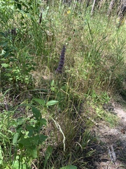 Agastache foeniculum