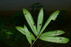 Quercus phellos