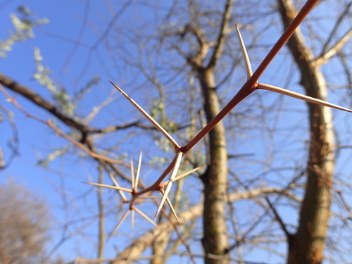 Image of Vachellia kirkii by (c) Mahomed Desai, some rights reserved (CC BY)