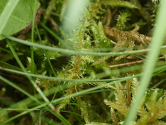 Rhytidiadelphus squarrosus