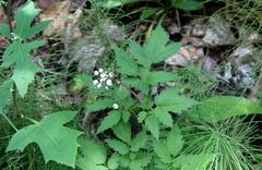 Actaea rubra neglecta