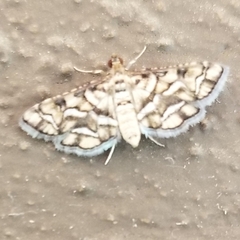 Hileithia magualis
