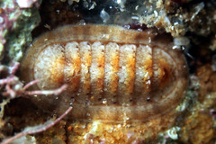 Ischnochiton