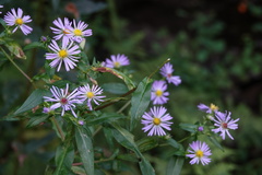 Symphyotrichum prenanthoides