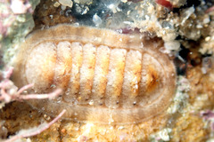 Ischnochiton