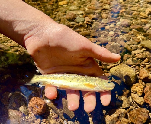 Apache trout (Oncorhynchus apache) — Salmonidae — 4