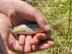 Oncorhynchus apache