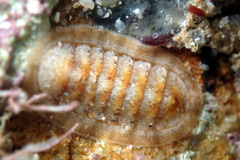 Ischnochiton
