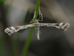 Platyptilia tesseradactyla