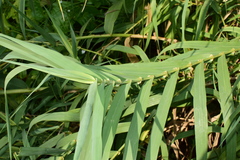 Arundo donax