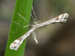 Platyptilia tesseradactyla