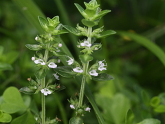 Thymus pulegioides