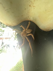 Cupiennius coccineus