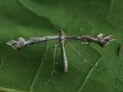 Platyptilia tesseradactyla