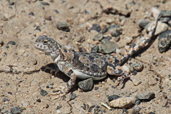 Phrynocephalus versicolor kulagini