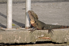 Intellagama lesueurii