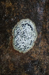 Porpidia crustulata