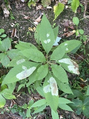 Eutrochium purpureum