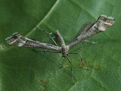 Platyptilia tesseradactyla