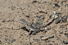 Phrynocephalus versicolor kulagini