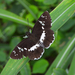 White-banded Flat - Photo (c) Chuangzao, some rights reserved (CC BY-NC), uploaded by Chuangzao