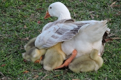 Anser anser domesticus