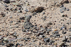 Phrynocephalus versicolor kulagini