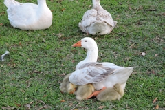 Anser anser domesticus