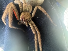 Cupiennius coccineus