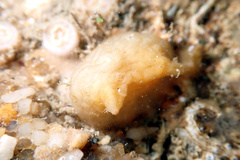 Pyuridae